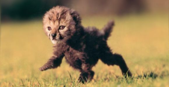 gepard.jpg