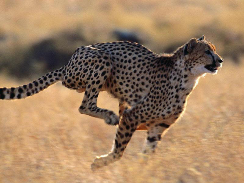 gepard1.jpg