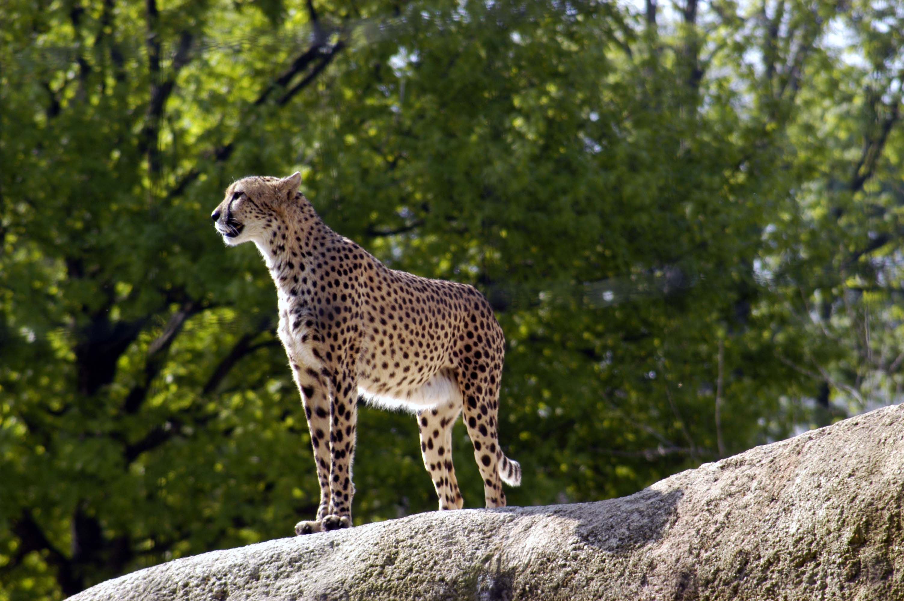 gepard2.jpg