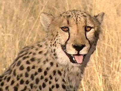 gepard4.jpg