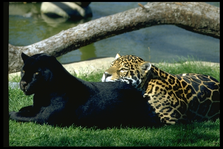 jaguar.jpg