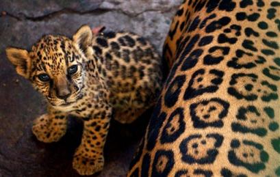 jaguar2.jpg