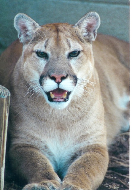 puma.JPG