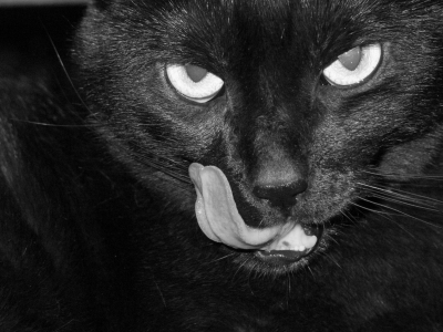 puma2.jpg