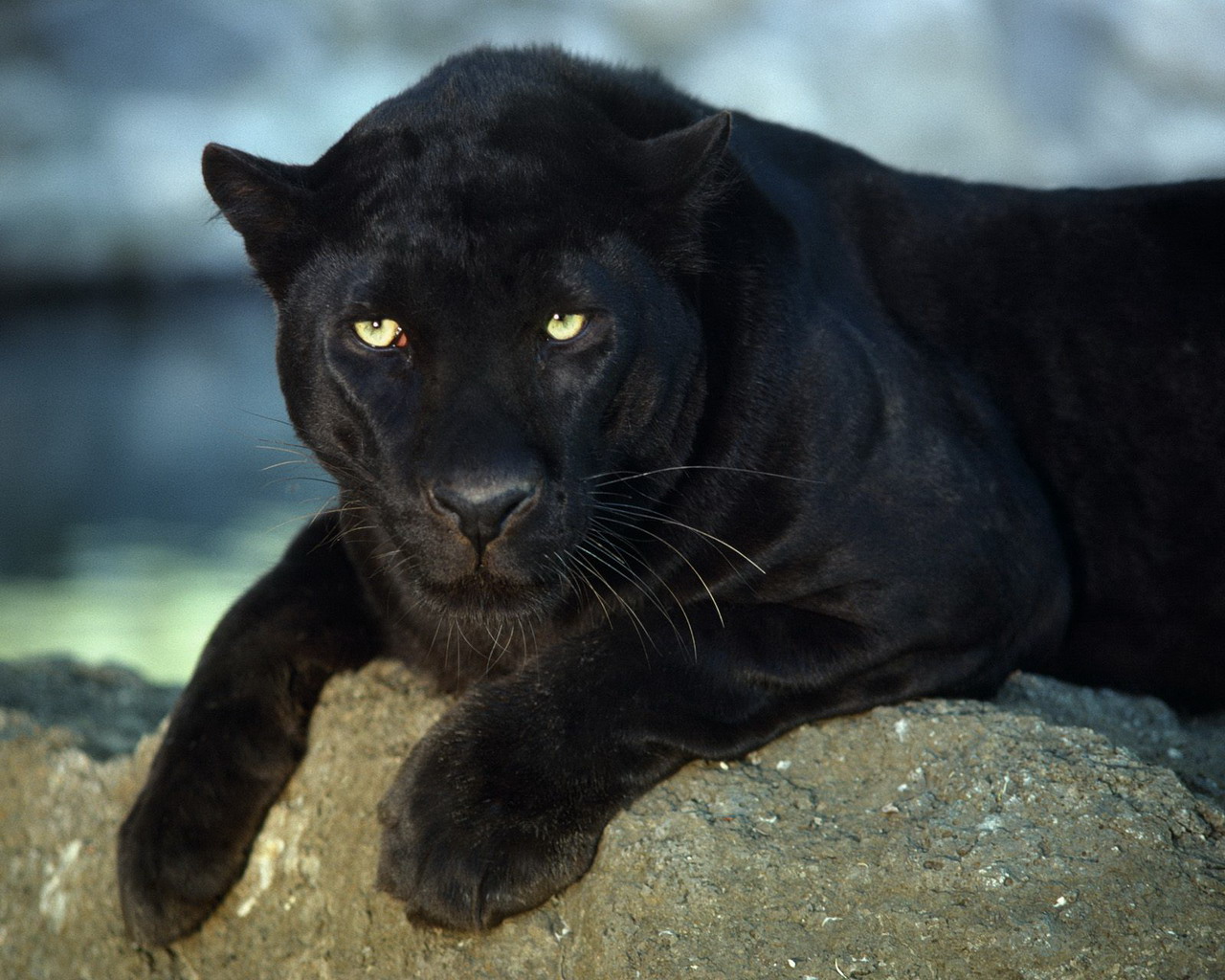 puma3.jpg