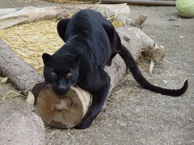 panter.jpg