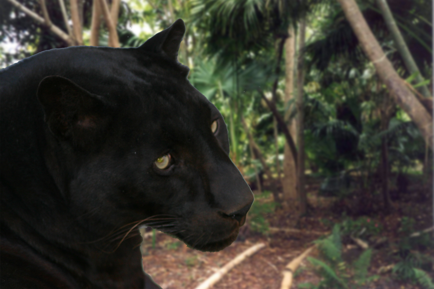 panter2.jpg