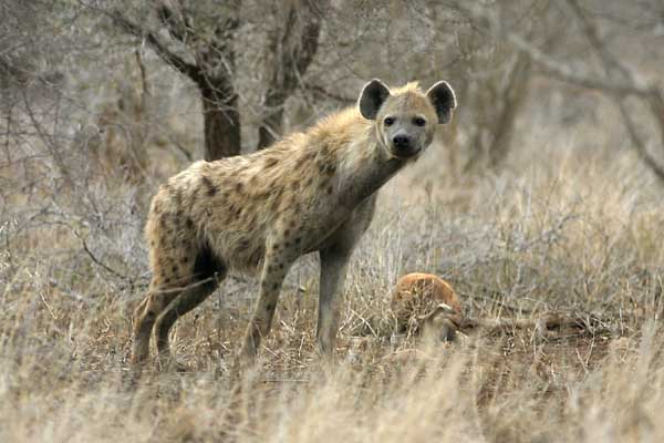 hyena2.jpg