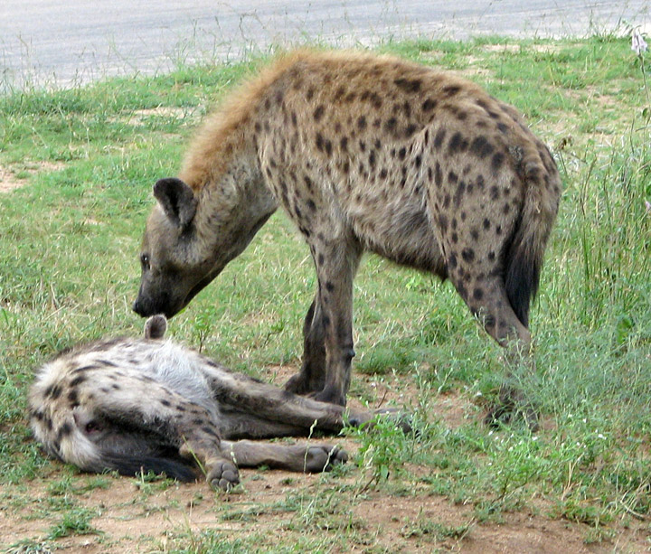 hyena3.jpg