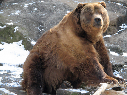 kodiak.jpg
