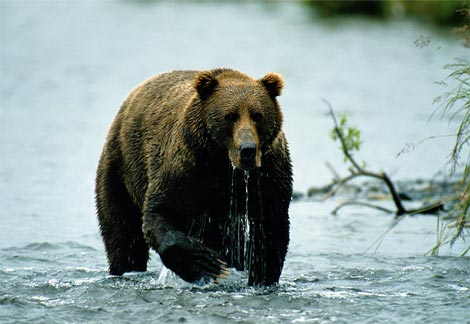 kodiak1.jpg