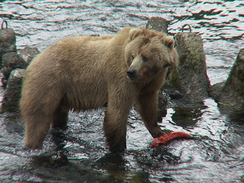 kodiak2.JPG