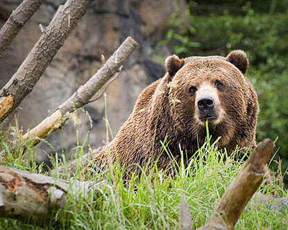 kodiak3.jpg