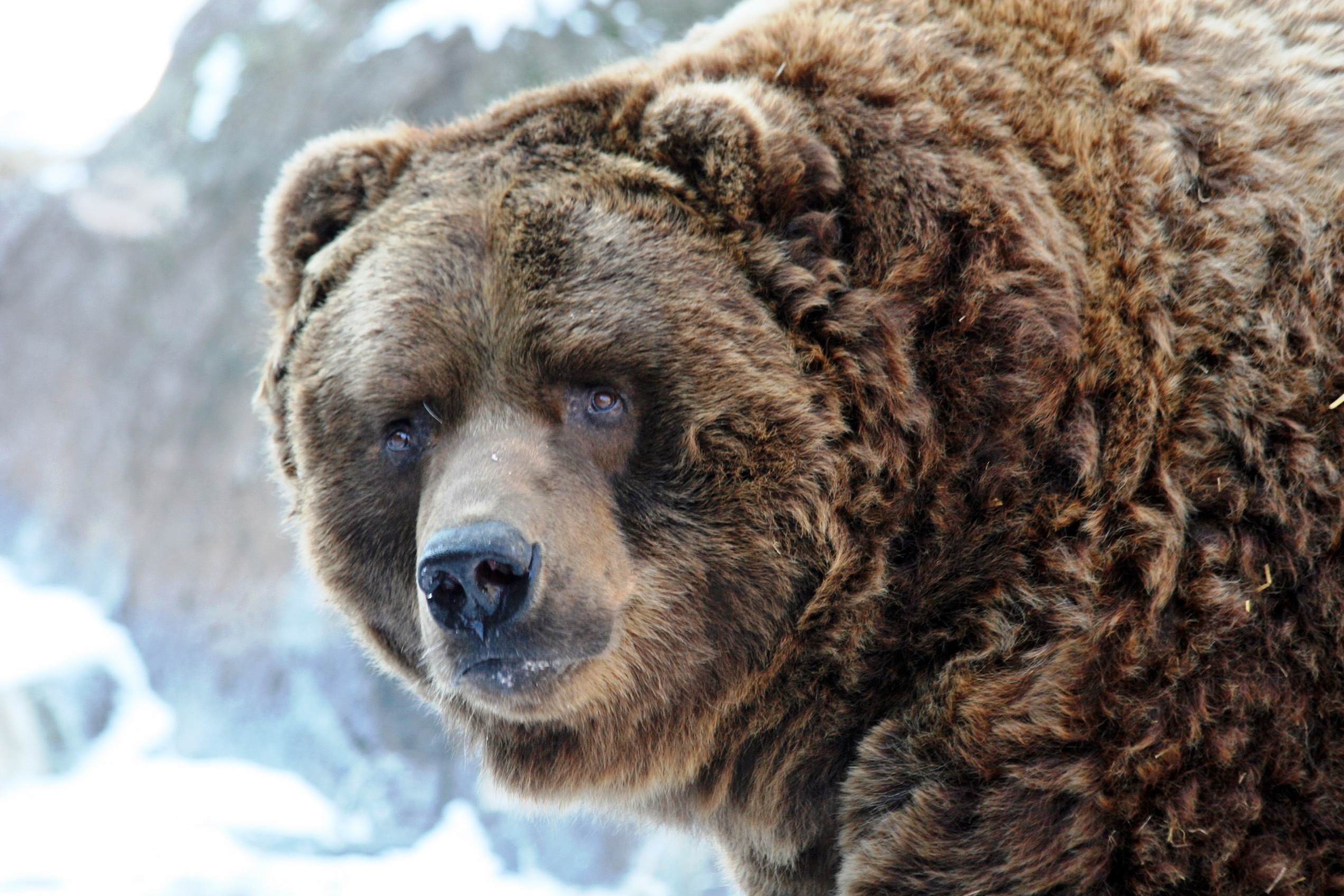 kodiak4.jpg