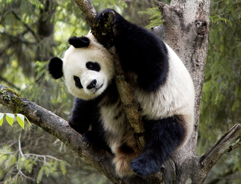 panda1.jpg