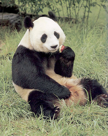 panda2.jpeg