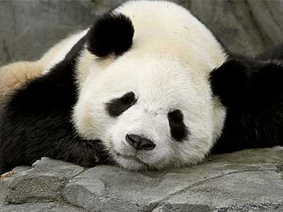 panda3.jpg