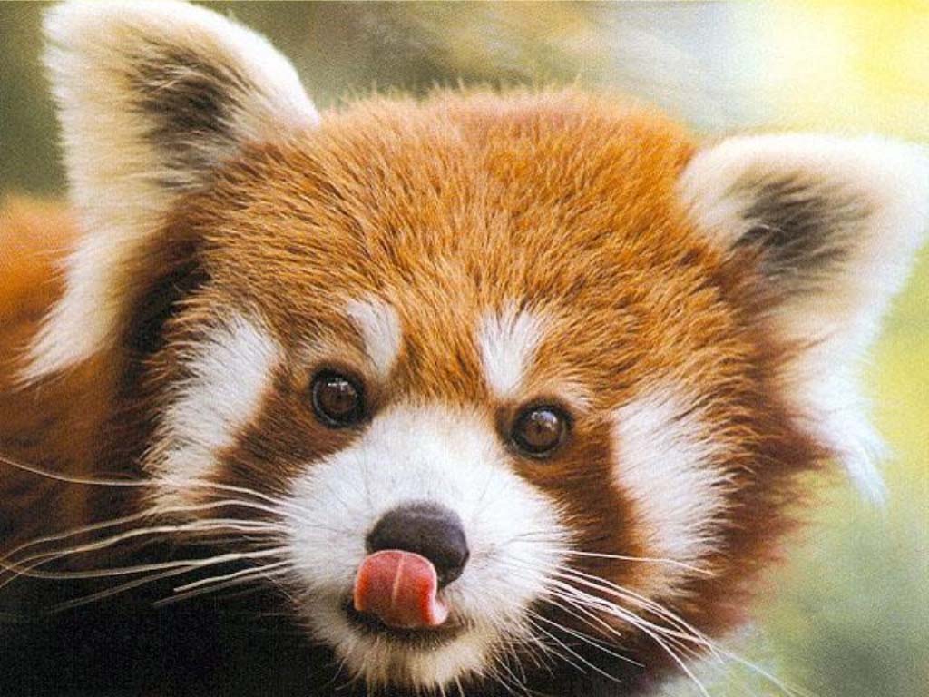 panda4.jpg