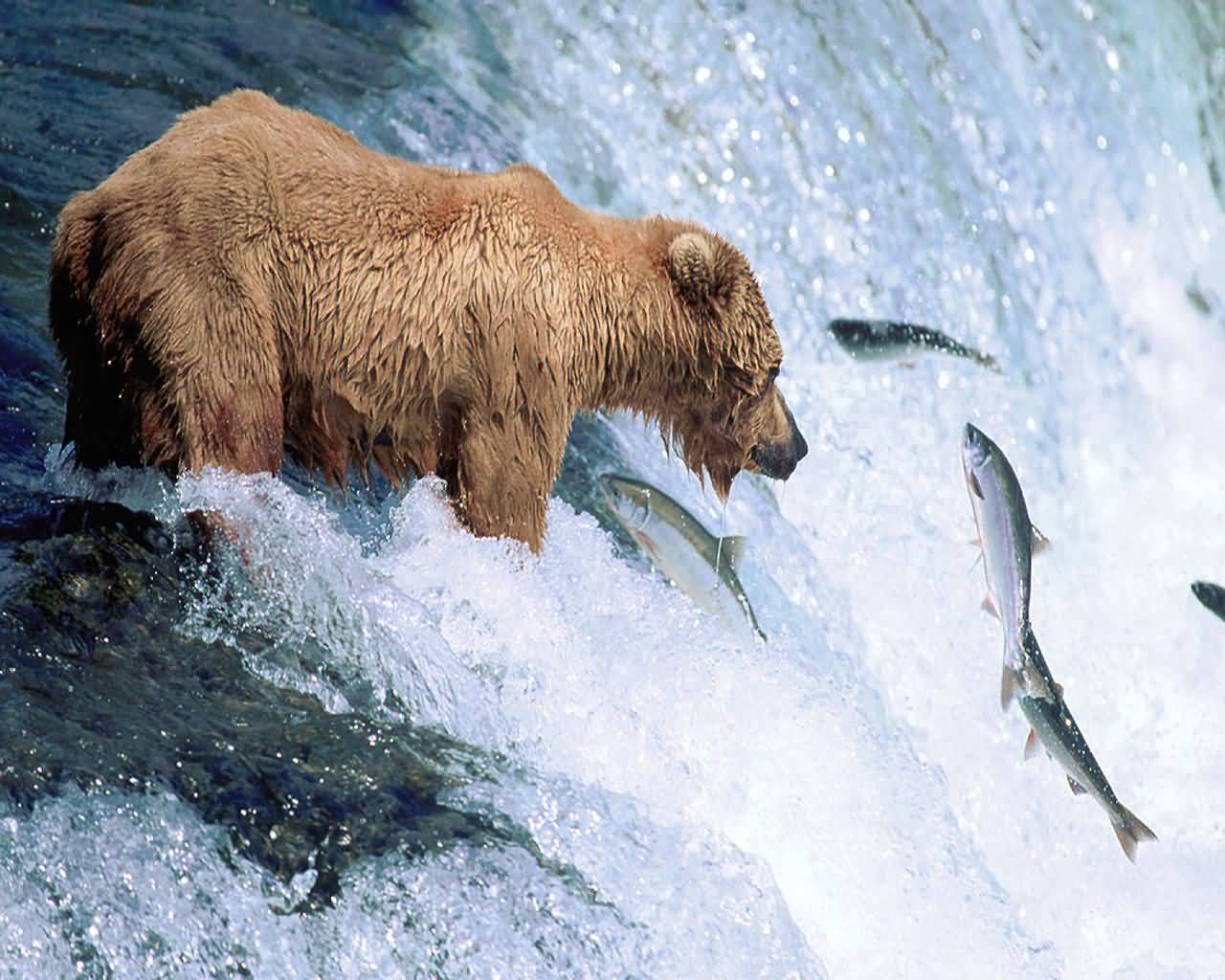 grizzly1.jpg
