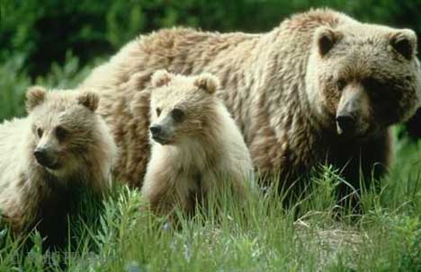 grizzly2.jpg