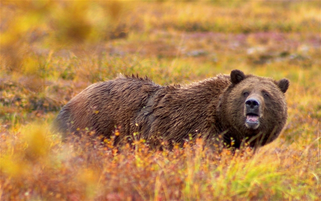 grizzly3.jpg