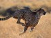 gepard1.jpg