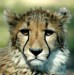 gepard3.jpg