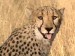 gepard4.jpg