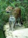 jaguar3.jpg