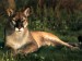 puma1.jpg