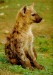 hyena1.jpg