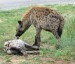 hyena3.jpg