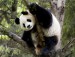 panda1.jpg