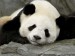 panda3.jpg