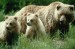 grizzly2.jpg
